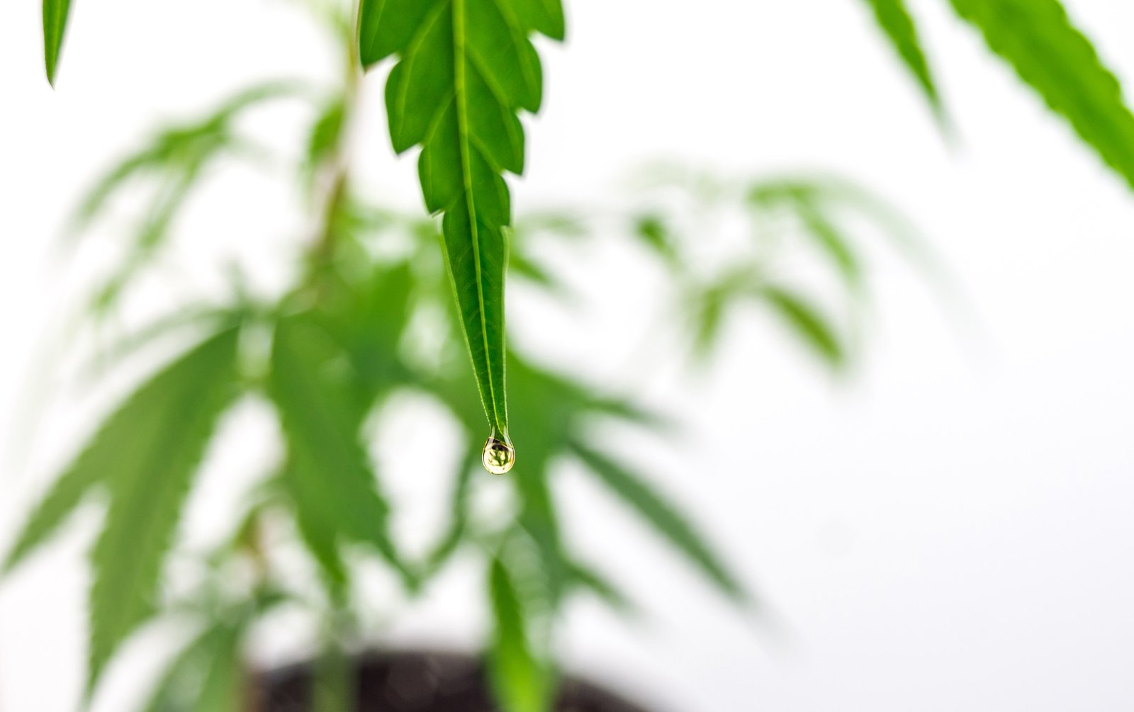 Cannabis cbd oil drop from weed leaf