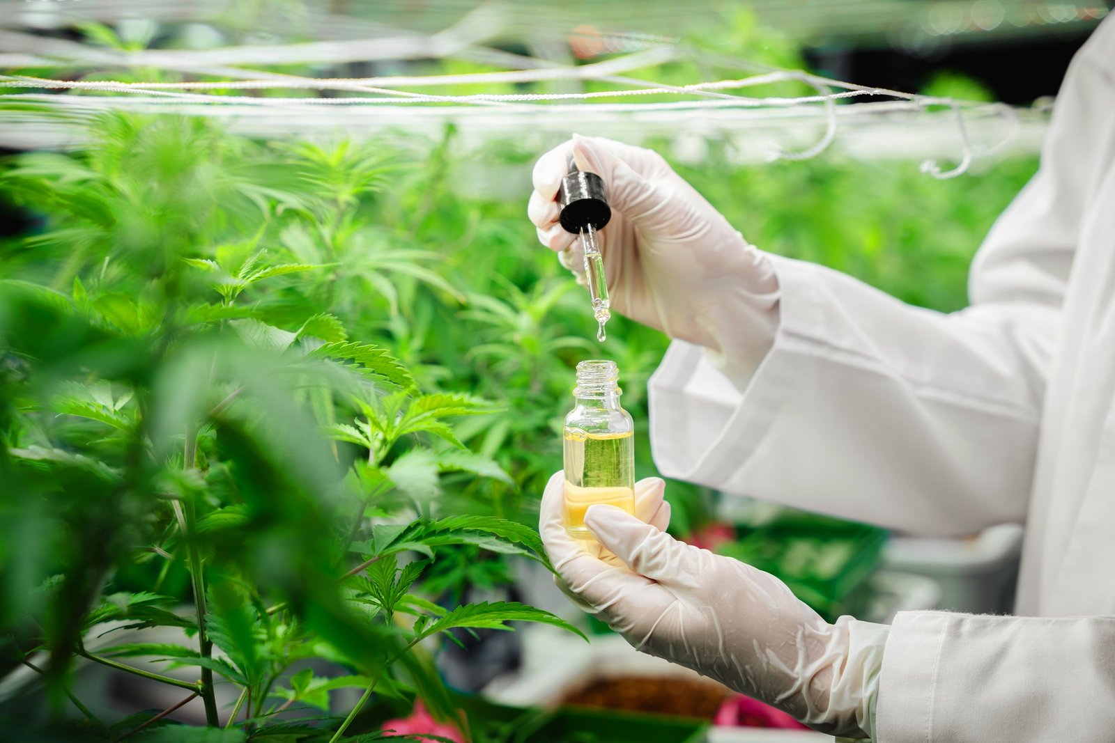 Close up of a researcher CBD Doctor holding Hemp oil in a greenhouse.