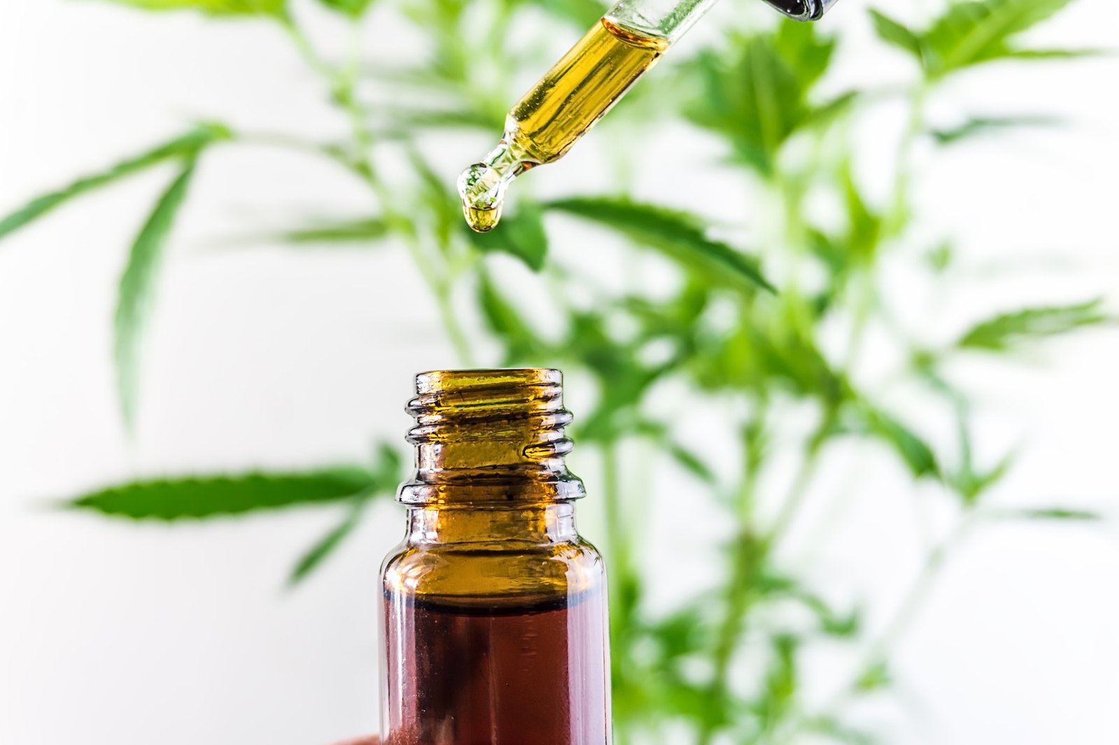 Close up of cannabis cbd oil against marijuana plant