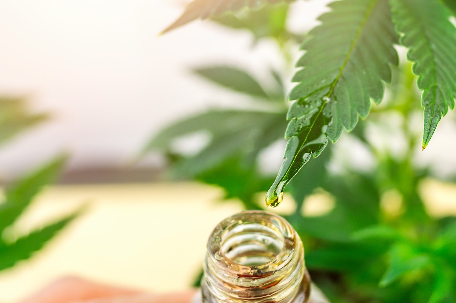 Close up of Cannabis plant leaf with CBD or THC oil drop from medical marijuana